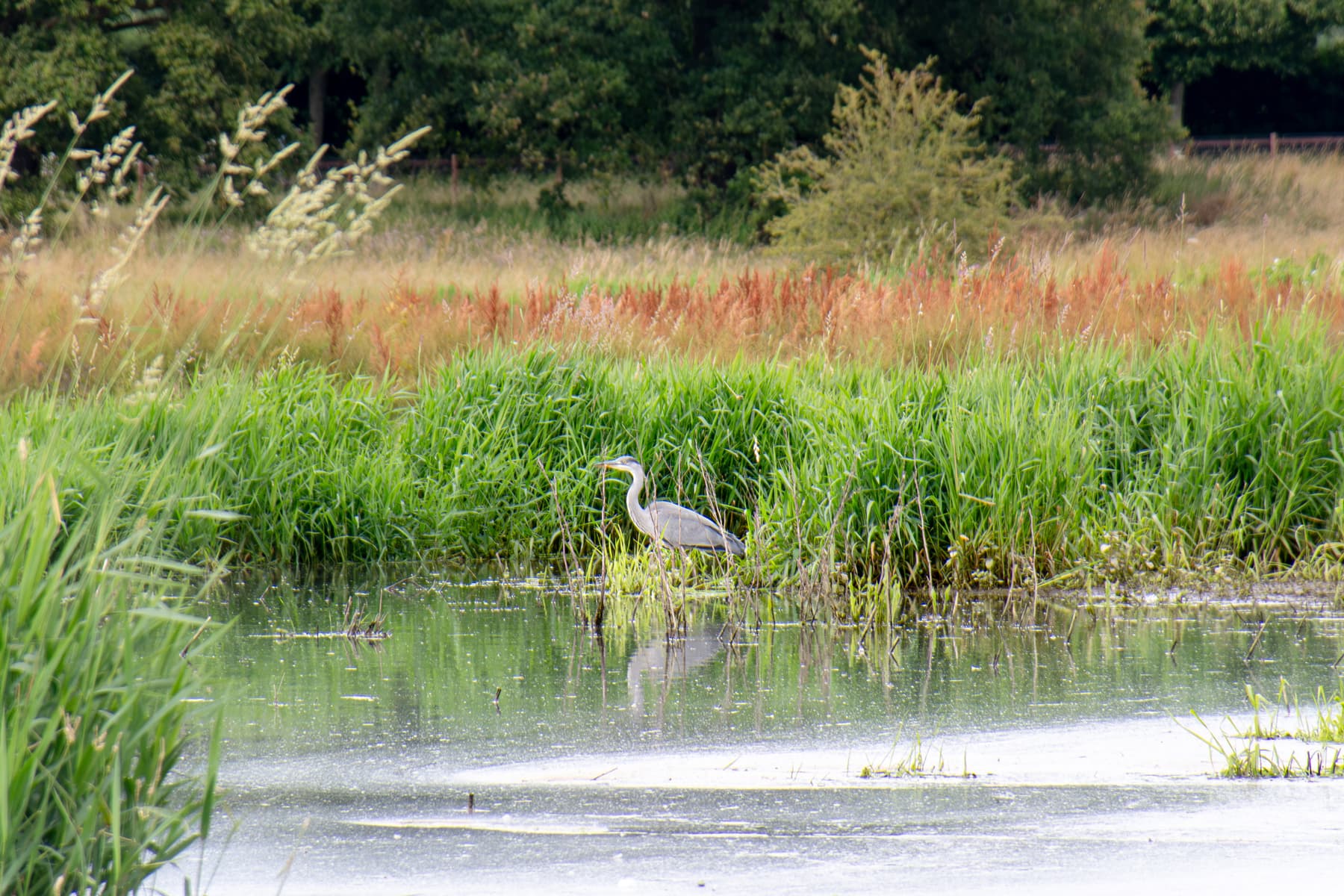 A Grey heron fishing in a pound. in herfordshire