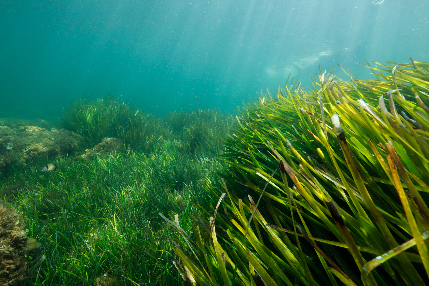The Blue Economy | World Seagrass Day
