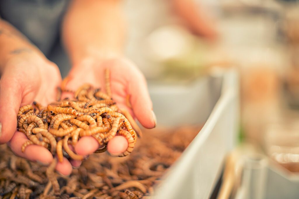 Insects as Food and Feed: Delivering insect proteins in the UK