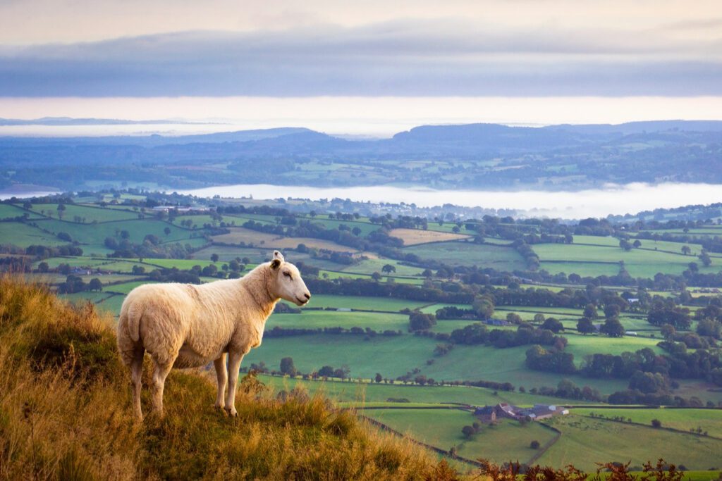 Lone sheep high above misty countryside in Monmouthshire, UK