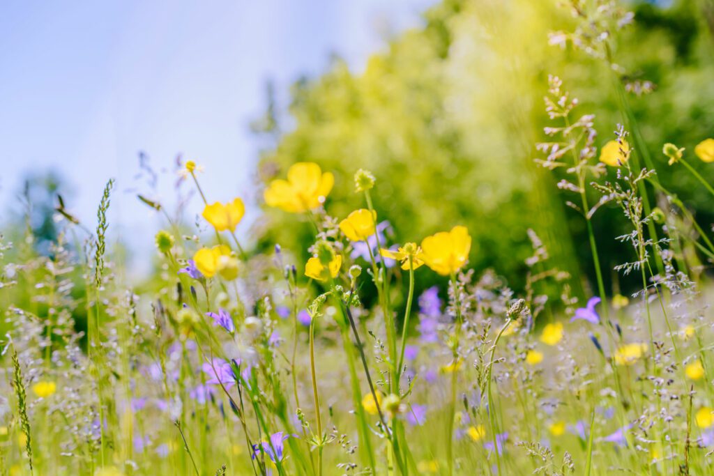 Natural Capital: “the national wealth service”