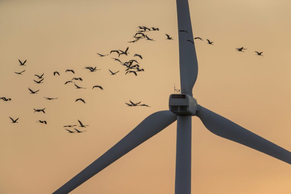 Flock of birds fly in sunrise colored sky near the wind turbine