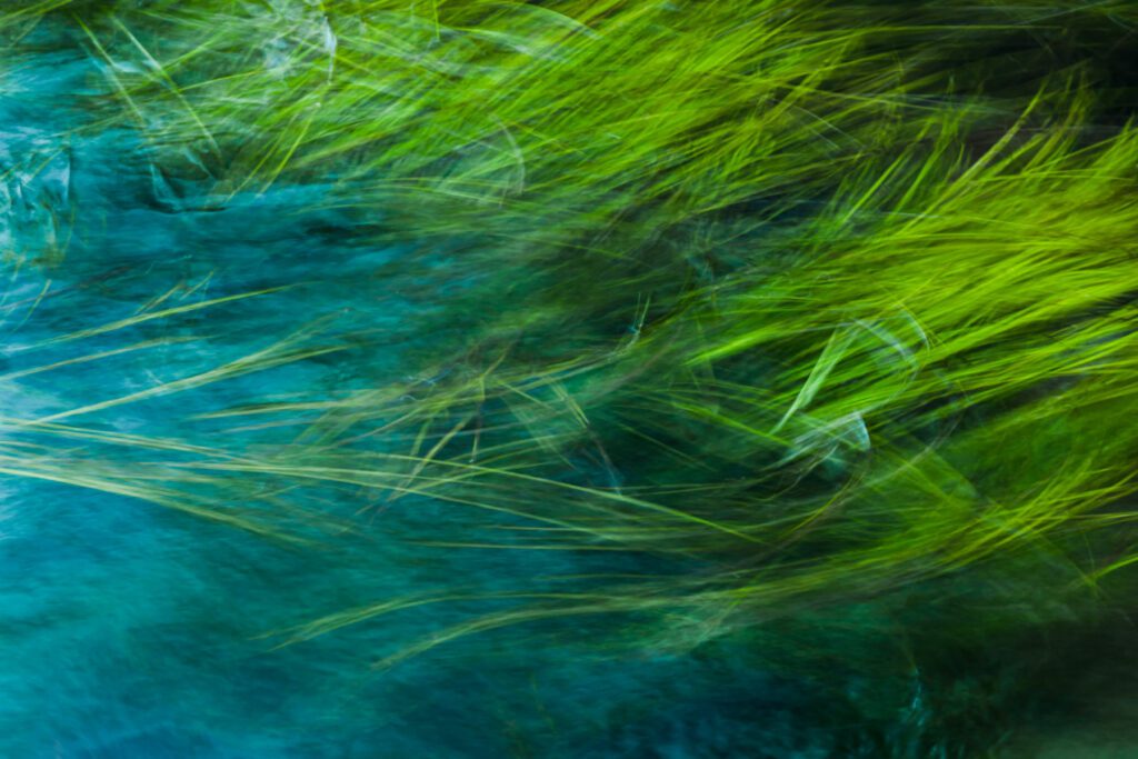 Moving of green seaweed in the water pond.